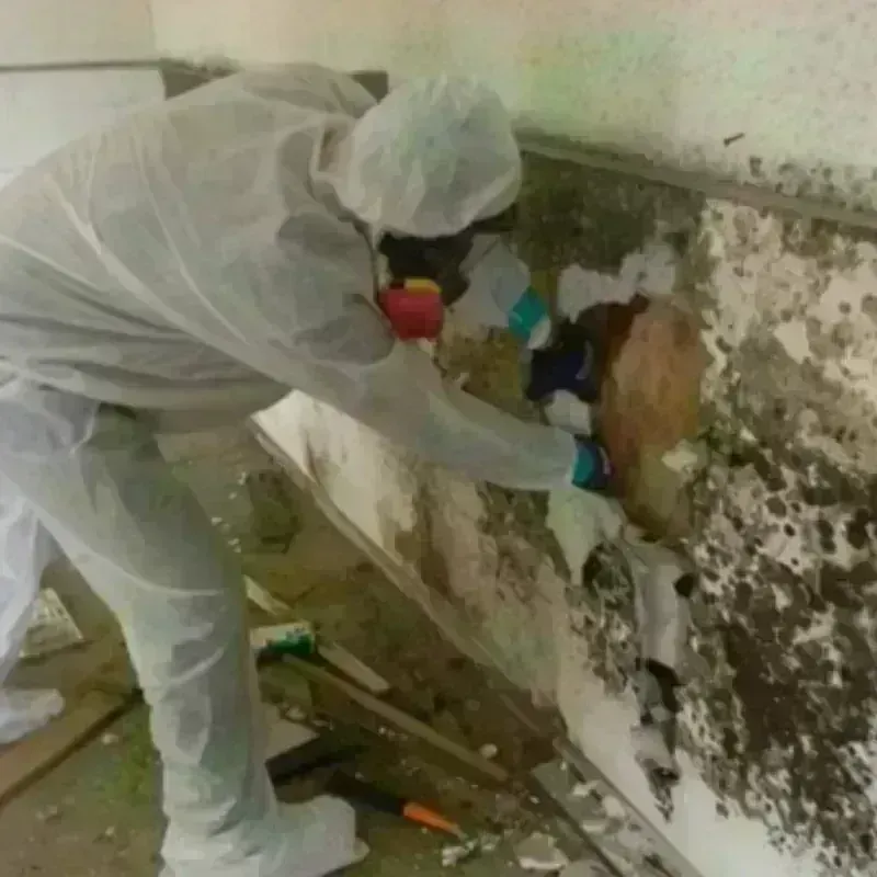 Mold Remediation and Removal in Deweyville, TX